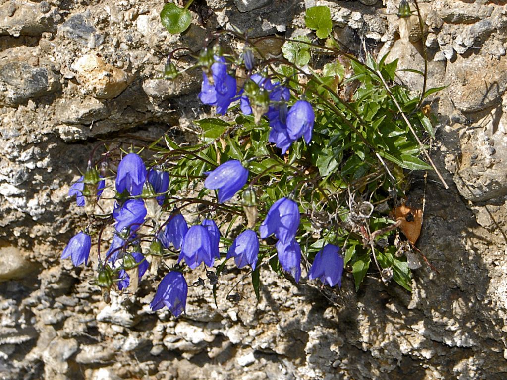 Delle campanule in Val di Rhemes - Campanula cochlearifolia